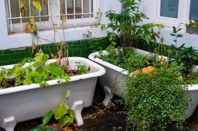 Не спешите отдавать старую ванну на металлолом: вот как она пригодится в саду - belnovosti.by