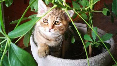 Как отучить кошку лазить в цветочные горшки: вот простой способ - nashsovetik.ru