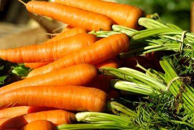 Эта подкормка моркови сделает её крупной и сладкой: простой рецепт - nashsovetik.ru