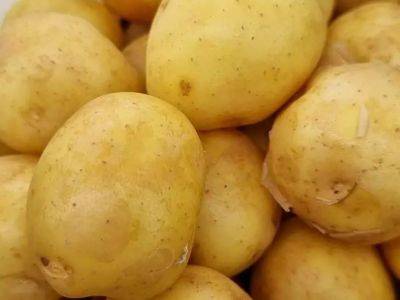 Тимур Хомичев - Дедовский способ предохранить картошку от прорастания во время хранения - belnovosti.by