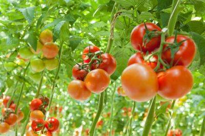 Если помидоры не краснеют в теплице: что делать? Вот простое решение проблемы - nashsovetik.ru