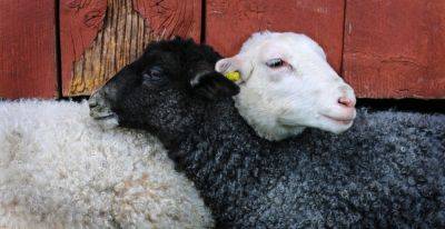 Как разводить овец в фермерском хозяйстве? - shkolazhizni.ru
