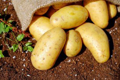 Как вырастить картофель на даче? - shkolazhizni.ru