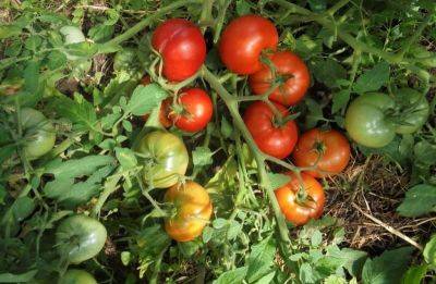Что сделать, если помидоры лежат на земле: трюк, который защитит их от фитофтороза - nashsovetik.ru