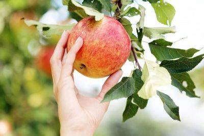 Как понять, что яблоки созрели на дереве: нам поможет йод - nashsovetik.ru