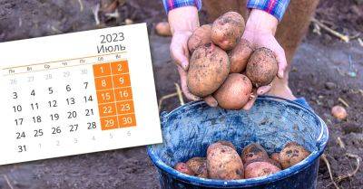 Что можно посадить в июле, чтобы успеть собрать еще один урожай, и есть ли смысл сажать картофель - takprosto.cc