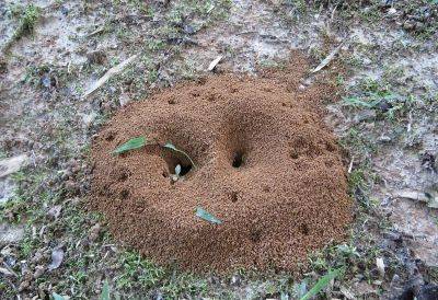 Сода поможет уничтожить муравейник на участке: простой, но эффективный способ - nashsovetik.ru