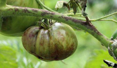 Август - время фомоза: как спасти помидоры от бурой гнили - rus.delfi.lv