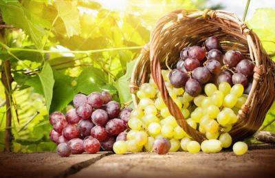 Как подготовить саженцы винограда к зиме? Личный опыт - shkolazhizni.ru