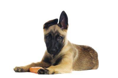 Как кормить овчарку? - shkolazhizni.ru