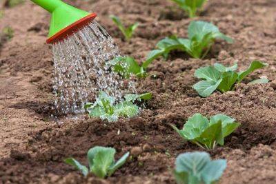 Как правильно поливать огород: 5 правил, зная которое вы всегда будете с урожаем - nashsovetik.ru