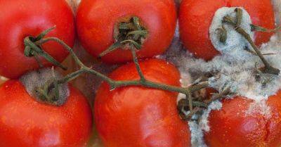 Можно ли как-то спасти помидоры, которые попали в объятия плесени, не спеши смотреть в сторону мусорки - takprosto.cc
