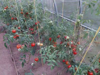 Чем удобрить почву в теплице осенью, чтобы урожай томатов в следующем году был в 2 раза больше предыдущего: всего 2 средства - belnovosti.by