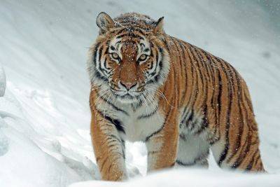 Амурский тигр: какие опасности ему угрожают? - shkolazhizni.ru - Приморье край - Хабаровский край