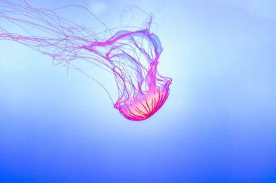 Медузы Средиземного моря: опасны ли они? Лиловое жало - shkolazhizni.ru - Испания