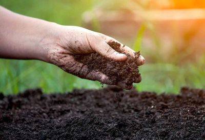 Как восстановить плодородие почвы на участке: готовим простое удобрение - nashsovetik.ru