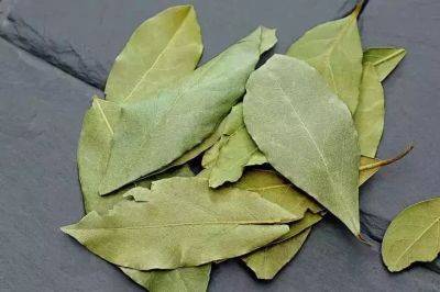 Зачем бросать лавровые листья в унитаз: полезная хитрость - belnovosti.by