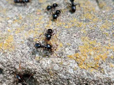 Хитрость с кожурой банана: как избавиться от муравьев на огороде - belnovosti.by