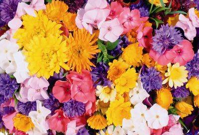5 цветов, которые нельзя дарить любимым людям - cluber.com.ua