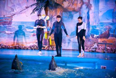 Как дрессируют дельфинов? - shkolazhizni.ru