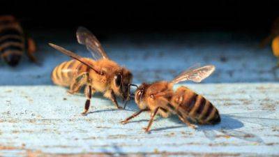 Что будет, если не вытащить жало пчелы: это нужно знать - new-lifehuck.ru
