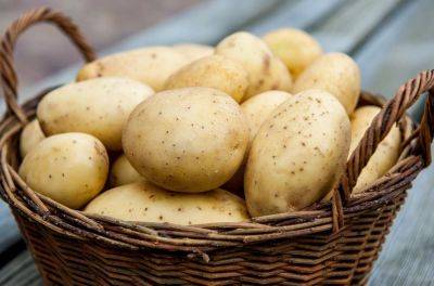 Как хранить картофель в квартире, чтобы он не завял: простой трюк - nashsovetik.ru
