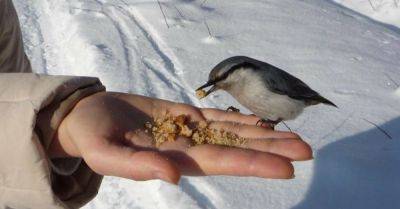 Если хочешь помочь птичкам, не стоит кормить их этими продуктами, многие совершают эту ошибку - takprosto.cc