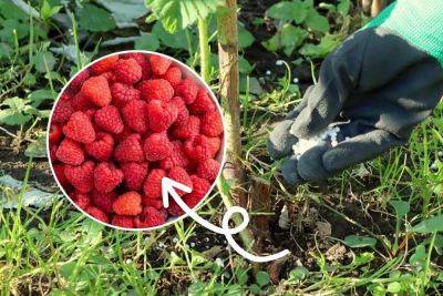 Чем подкормить малину весной для хорошего урожая: основные правила и подкормки - nashsovetik.ru