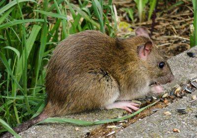 10 советов: как избавиться от крыс на огороде