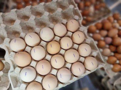 Что пишут на яйцах: запомните раз и навсегда - как выбрать куриные яйца - belnovosti.by