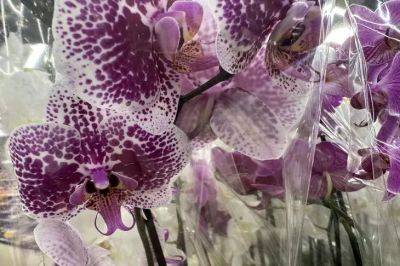 Какие приметы связаны с орхидеей: где нельзя ставить цветок в доме - belnovosti.by