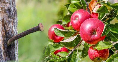 Мой дед был смышленым садоводом и учил меня, что если вбить гвоздь в яблоню, произойдет чудо - takprosto.cc