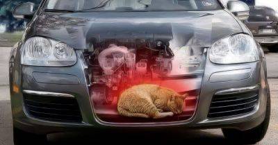 Почему нужно всегда заглядывать под капот машины и как еще можно помочь бездомным котам - takprosto.cc