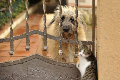 Может ли дружить кошка с собакой? - shkolazhizni.ru