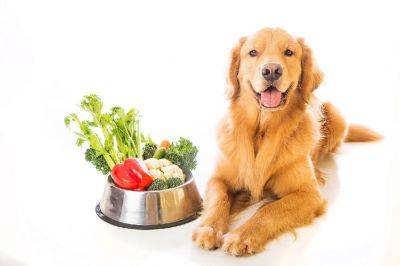 Можно ли давать собаке овощи: ошибка приведет к отравлению - nashsovetik.ru