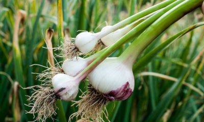 Чем полить чеснок в июле: луковица будет огромной - nashsovetik.ru