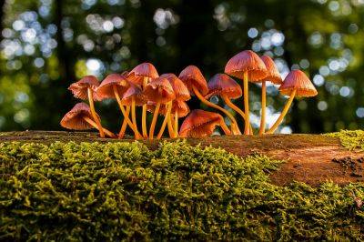 Суеверия и приметы о грибах, в которые трудно поверить - new-lifehuck.ru - Англия - Шотландия - Ирландия