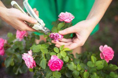 Как обрезать розы после цветения, чтобы вновь пышно цвели: главное правило садоводов