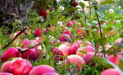 Почему опадают яблоки в июле: советы садоводов, как спасти урожай - nashsovetik.ru - Россия