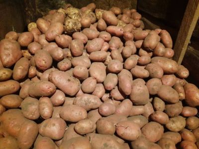 Зачем хранить картошку с яблоками: научное открытие, которое спасет ваш урожай - belnovosti.by
