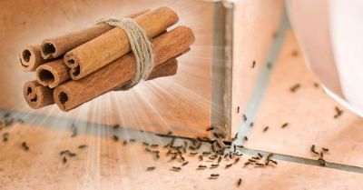 Необычные способы применения корицы: простые лайфхаки, которые упростят жизнь - nashsovetik.ru