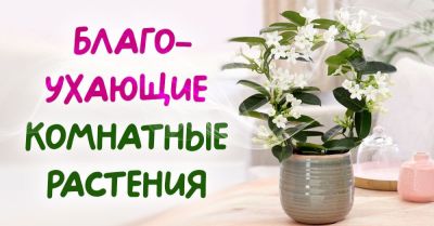 Живые ароматизаторы: растения, которые наполнят дом природным ароматом и уютом - nashsovetik.ru