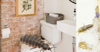 Чешуйницы в доме: как избавиться от нежеланных гостей без паники и химии - nashsovetik.ru