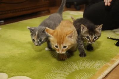 Зачем при переезде первой в дом запускали кошку: не только из-за примет - belnovosti.by - Япония