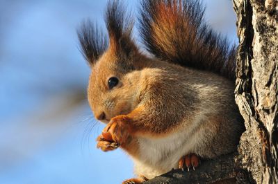 Белки. Где живут, что едят и чем полезны? - shkolazhizni.ru