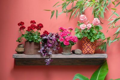 Цветы в горшке, цветущие долго: какое растение лучше выбрать? - shkolazhizni.ru