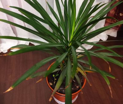 Зачем в почву для комнатных цветов добавляли древесный уголь: причина, о которой умалчивают в магазинах - belnovosti.by