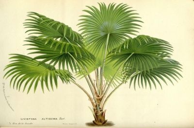 Какую пальму посадить дома? - shkolazhizni.ru