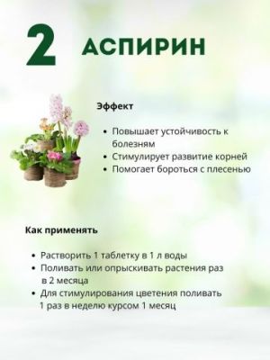 АСПиРИН И ДОМАШНИЕ РАСТЕНИЯ - liveinternet.ru