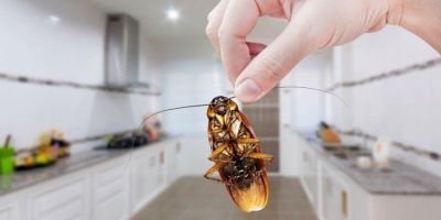 Как избавиться от тараканов самостоятельно и безопасно - nashsovetik.ru